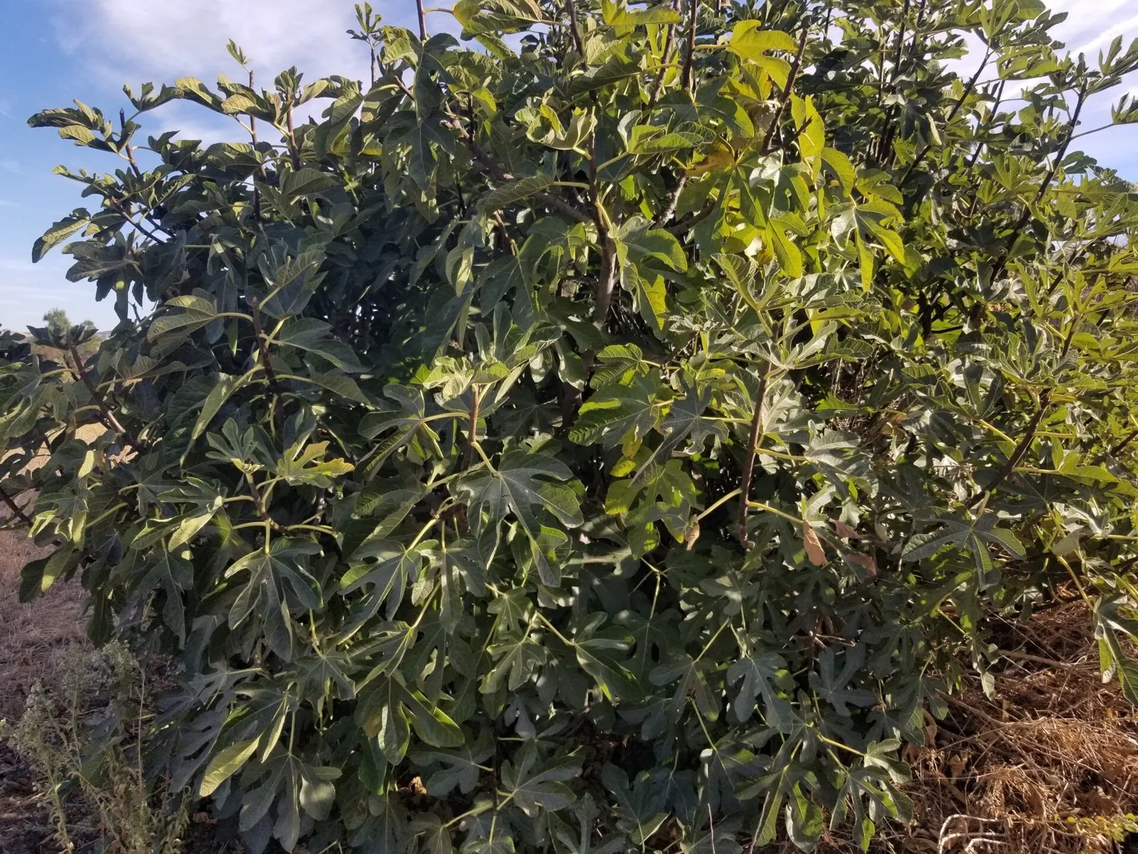 A lush, leafy fig tree growing in full sun