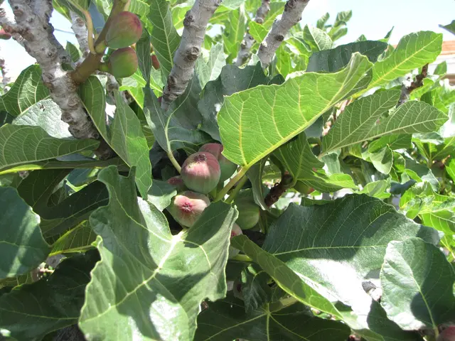 Fig branches with large lobed leaves and ripening fruit