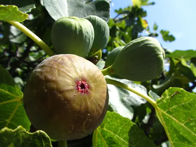 Ripe fig ready to pick on the branch